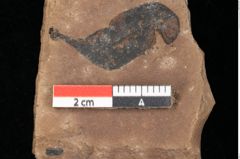 Foto (Detailsansicht) von Quercus palaeoilex Ettingshausen (NHMW-GEO-2024-0188-0801)